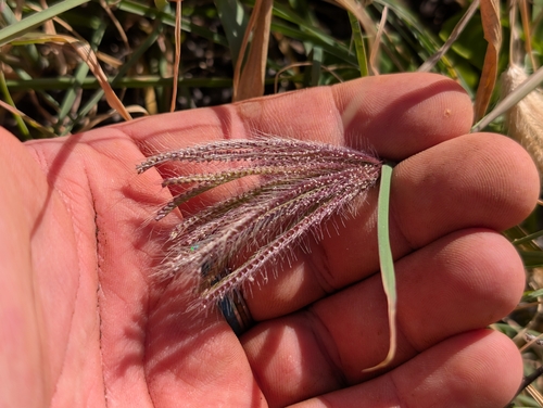 Chloris barbata observed 2026-10-23