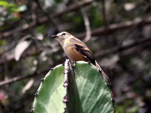 Rufescent Flycatcher (Myiophobus rufescens), photo 2