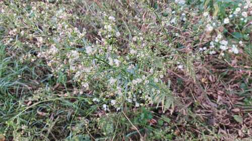 horseweed photograph by the iNaturalist community
