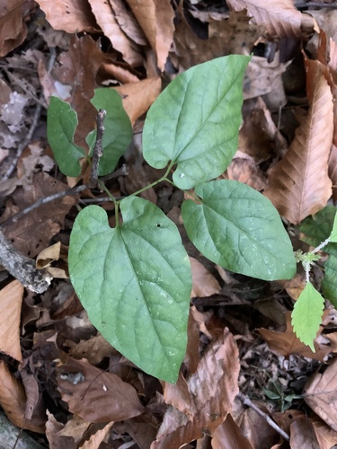 Convolvulaceae observed 2026-10-23