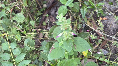 Anisomeles indica observed 2026-10-24