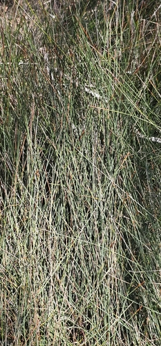 Machaerina juncea observed 2026-10-24