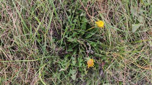 common dandelion photograph by the iNaturalist community