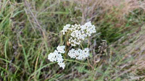 common yarrow photograph by the iNaturalist community