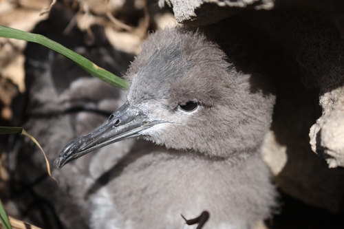 Puffinus pacificus observed 2026-10-23
