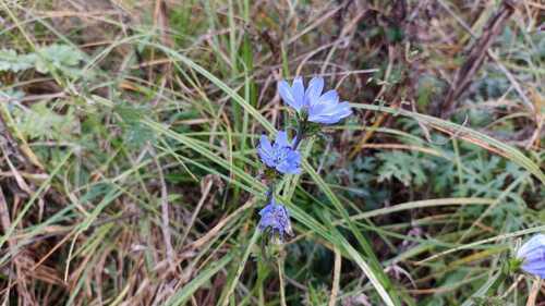 chicory photograph by the iNaturalist community