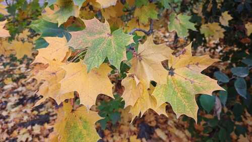 Norway maple photograph by the iNaturalist community