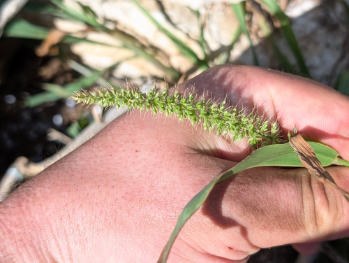 Setaria adhaerens observed 2026-10-23