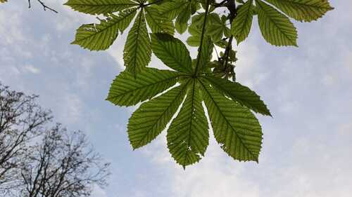 horse-chestnut photograph by the iNaturalist community