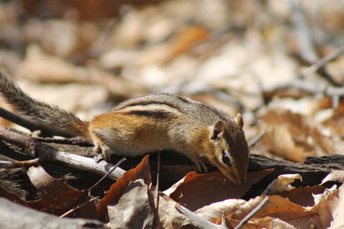Eastern Chipmunk photograph by the iNaturalist community