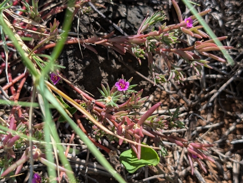 Portulaca pilosa observed 2026-10-23