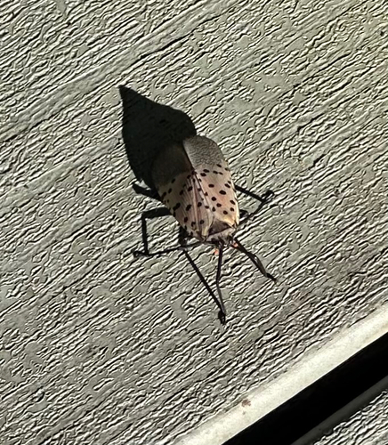 Spotted Lanternfly photograph by the iNaturalist community