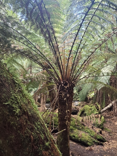 Dicksonia antarctica observed 2026-10-24