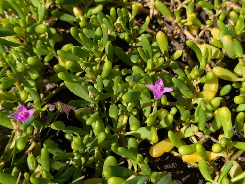 Sesuvium portulacastrum observed 2026-10-23