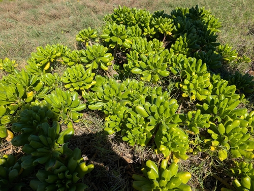 Scaevola taccada observed 2026-10-23