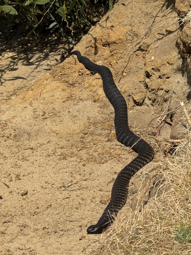 Notechis scutatus, 2026-10-24