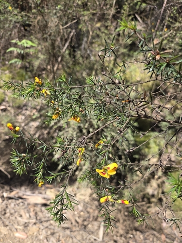 Pultenaea juniperina observed 2026-10-24