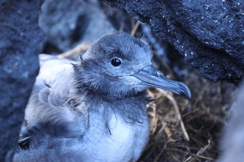 Puffinus pacificus observed 2026-10-23