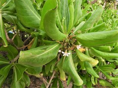 Pittosporaceae