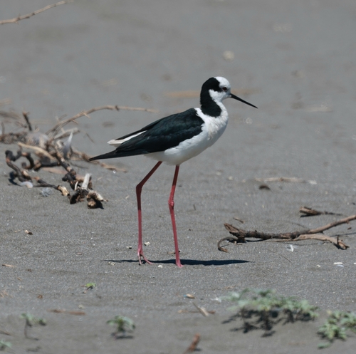 Black-necked Stilt photograph by the iNaturalist community