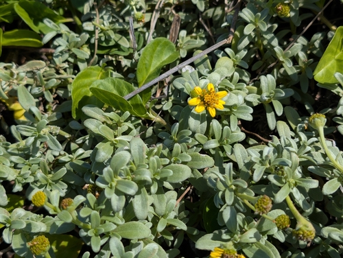 Lipochaeta integrifolia observed 2026-10-23