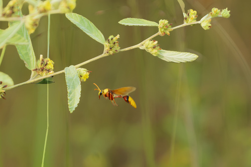 Delta pyriformis, 2026-10-18