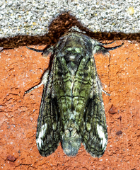 Heterocampa obliqua