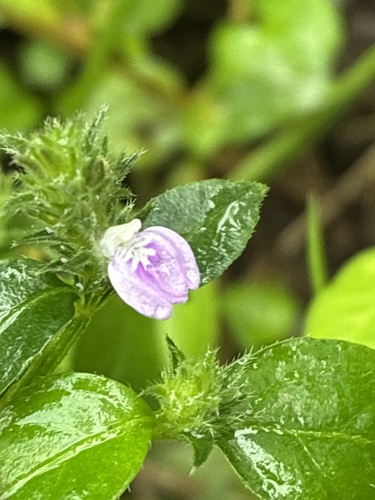 Rostellularia procumbens observed 2026-10-24