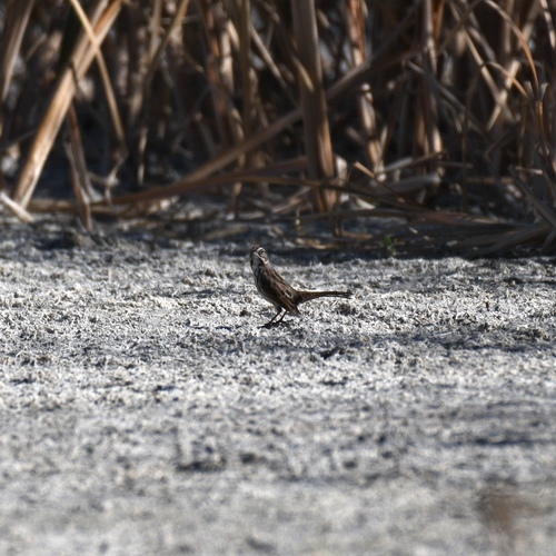 Song Sparrow photograph by the iNaturalist community