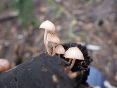 Mycena parsonsii