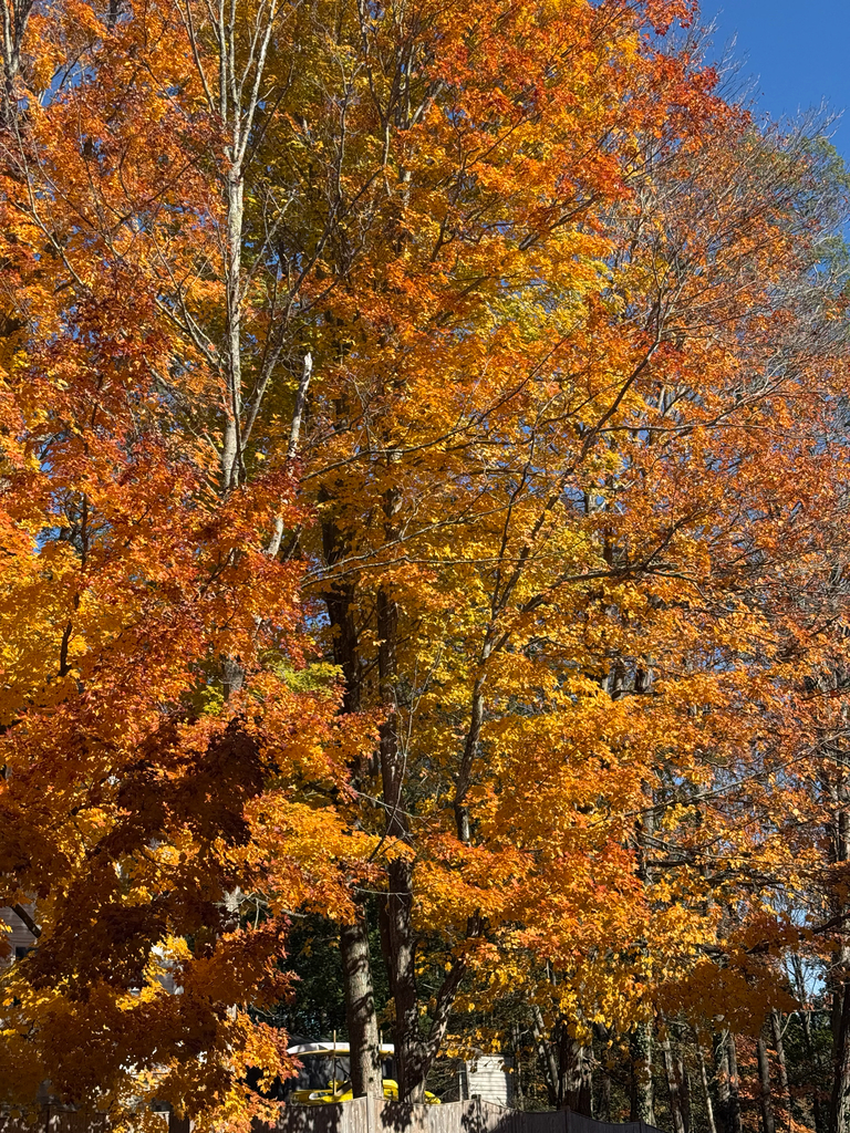 A photograph from Oct 23, 2026, about 24 miles from Scarborough Marsh, where the observer’s point is approximate.