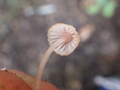 Mycena parsonsii