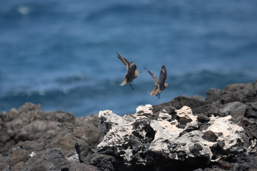 Pluvialis fulva observed 2026-10-23