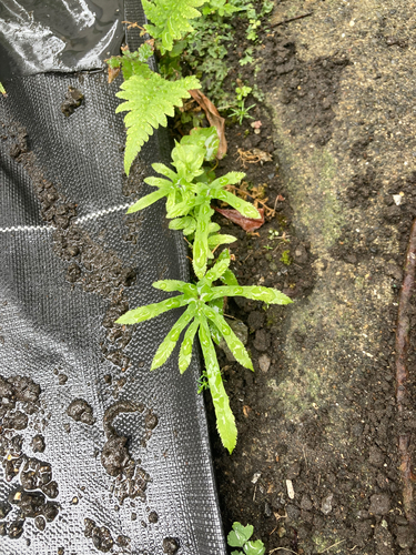 Pteris multifida observed 2026-10-24