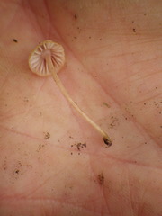 Mycena parsonsii