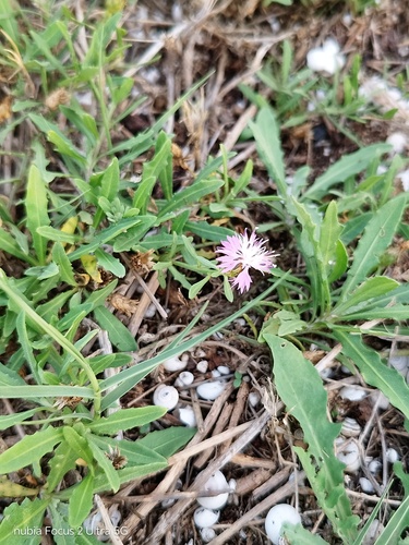 Centaurea aspera, 2026-10-23