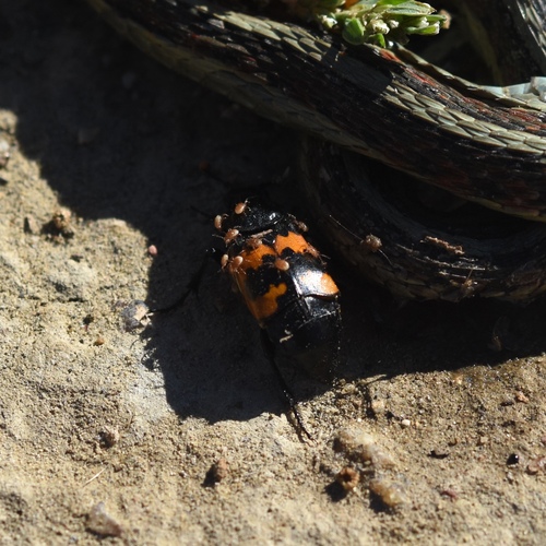 Margined Burying Beetle