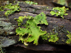 Crocodia