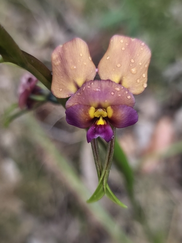 Diuris longifolia, 2026-10-24