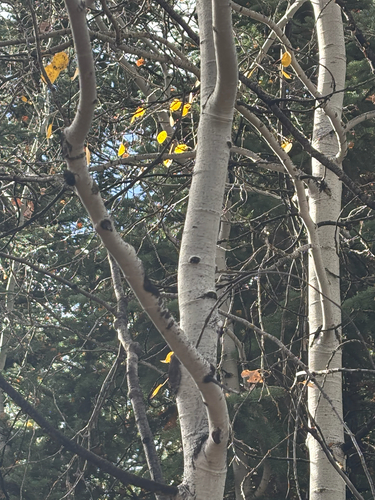 quaking aspen photograph by the iNaturalist community