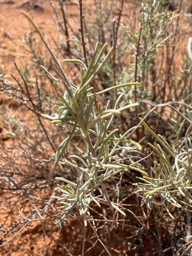 Artemisia filifolia, 2026-10-23