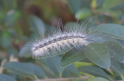 Fall Webworm Moth photograph by the iNaturalist community