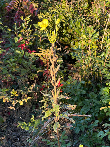 common evening-primrose photograph by the iNaturalist community