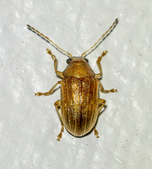Colaspis recurva