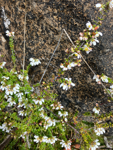 Bauera rubioides observed 2026-10-24
