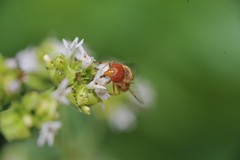 Copestylum sexmaculatum