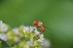 Copestylum sexmaculatum