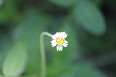 Tridax procumbens