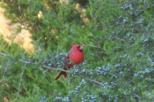 Northern Cardinal photograph by the iNaturalist community