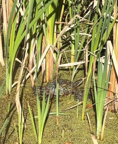 Painted Turtle photograph by the iNaturalist community